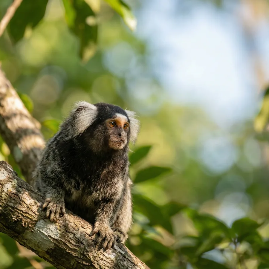 A small animal at Pets Village