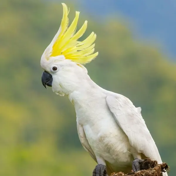Medium Sulphur Cockatoo