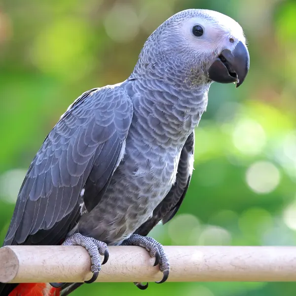 Grey Parrot (African Grey)