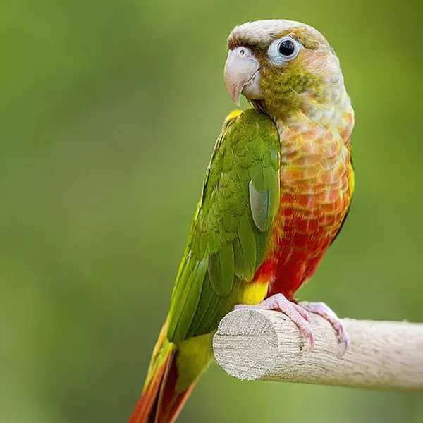 Pineapple Conure