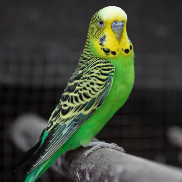 Budgies