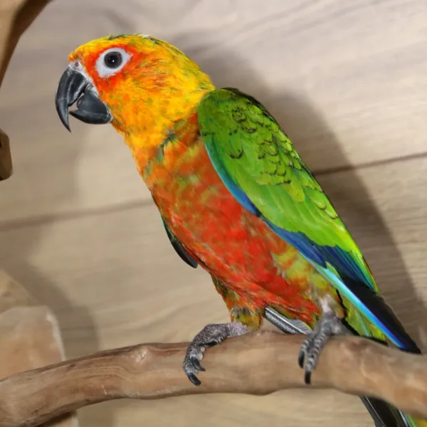 Jandaya Conure