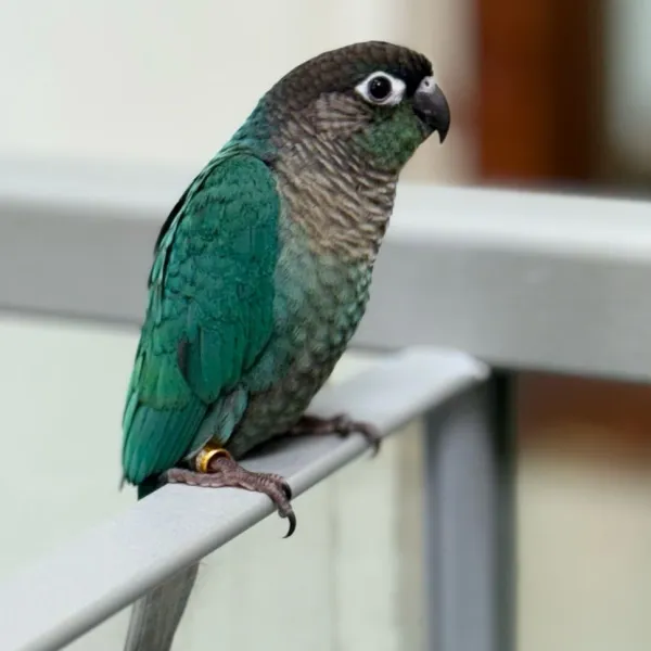 Blue Green-cheek Conure