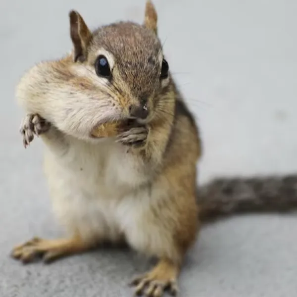 Micro Squirrel