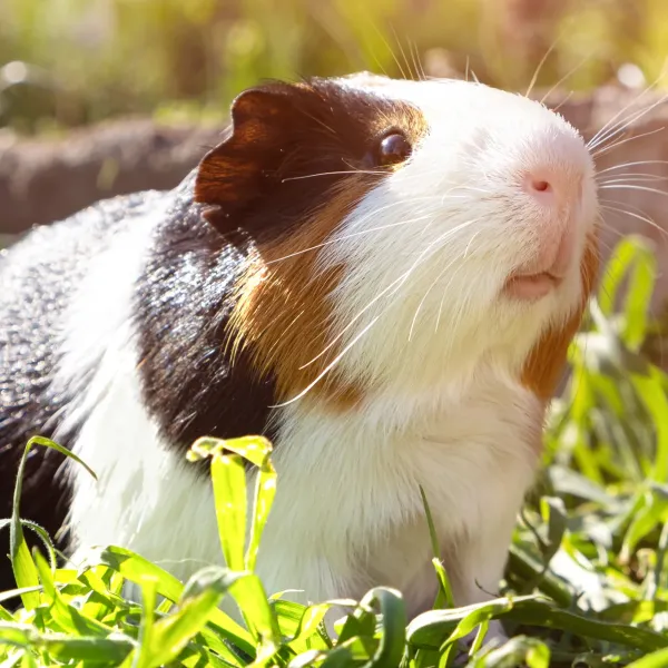 Guinea Pig