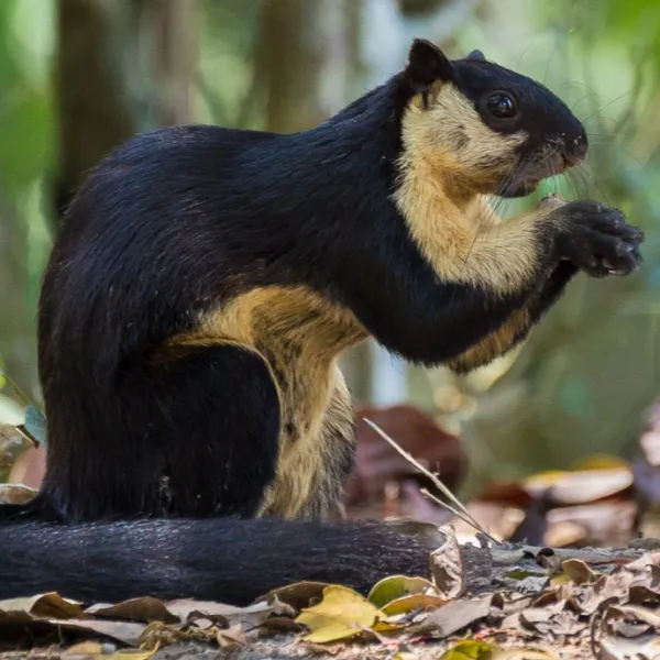 Cambodian Squirrel