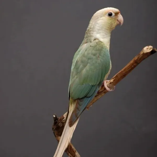 Blue Pineapple Conure