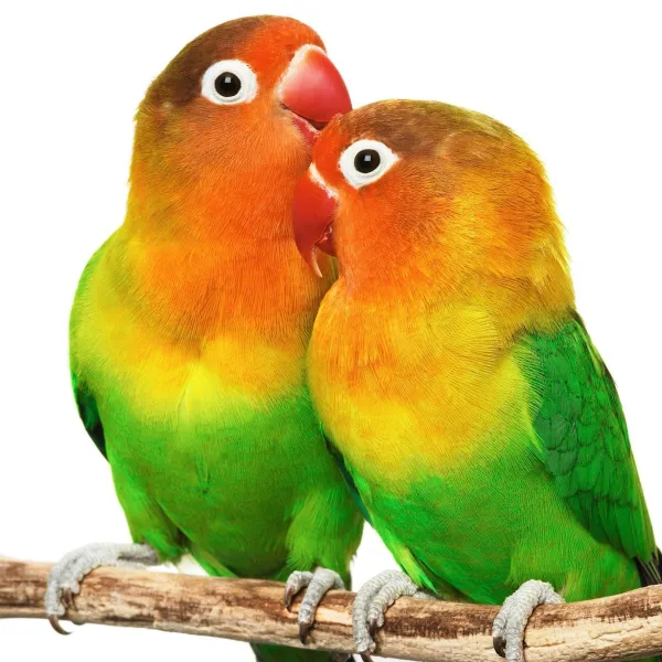 African Lovebirds