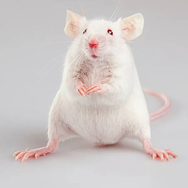 Albino Rat