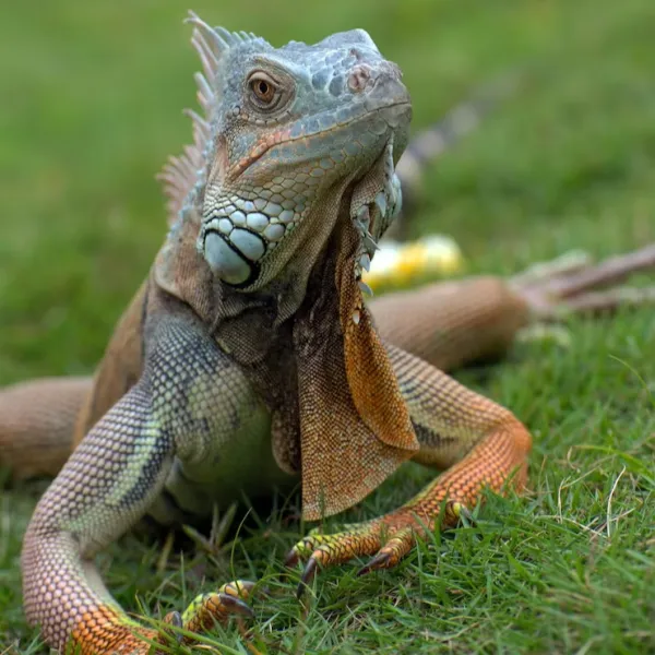 Iguana