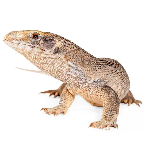 Savannah Monitor