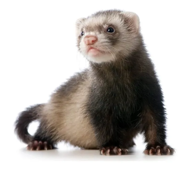 Ferret