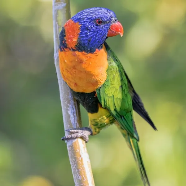 Red Collar Lorikeet