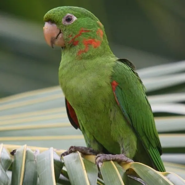 White-eyed Conure