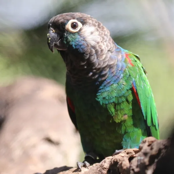 Pearly Conure