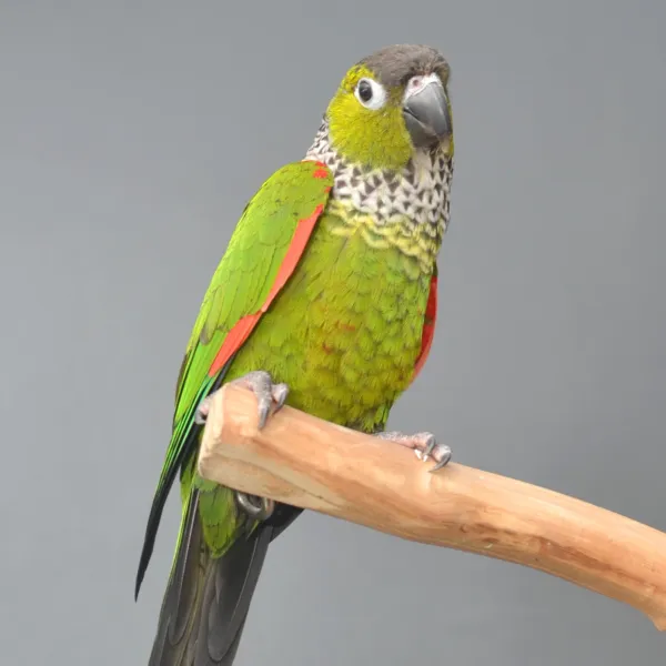 Black-cap Conure