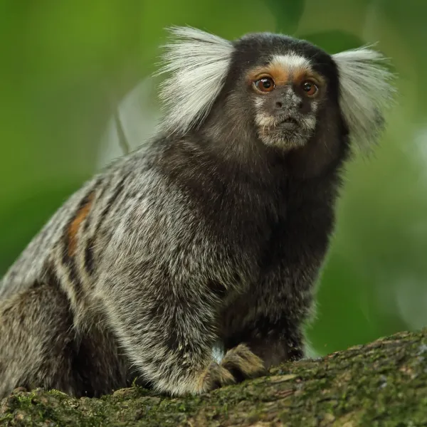 Marmoset Monkey