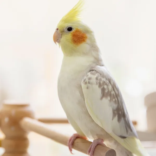 Cockatiels