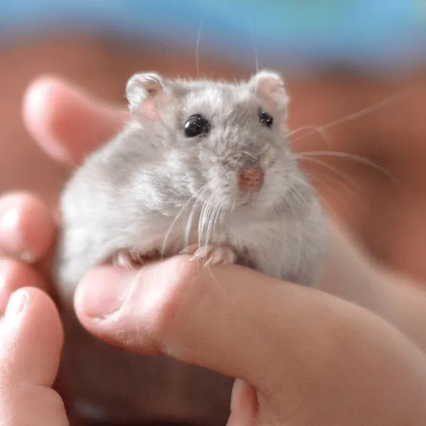 Dwarf Hamster