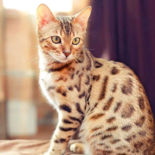 Bengal Cat