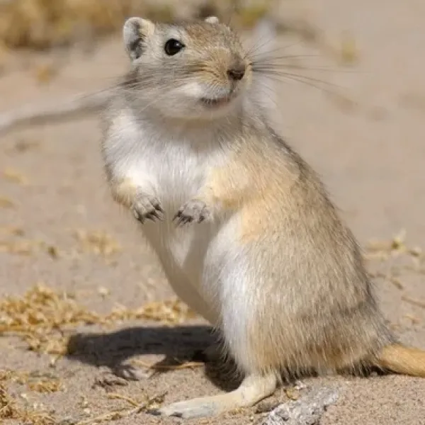 Gerbil Rat