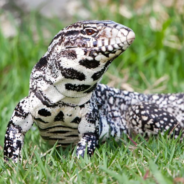 Tegu Lizard