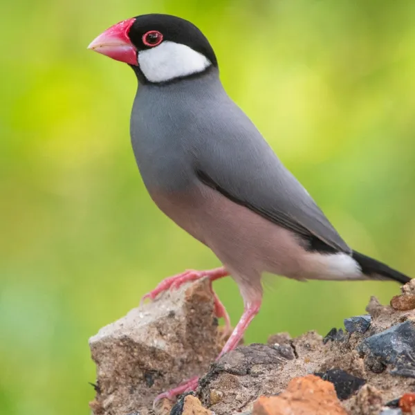 Java Finch