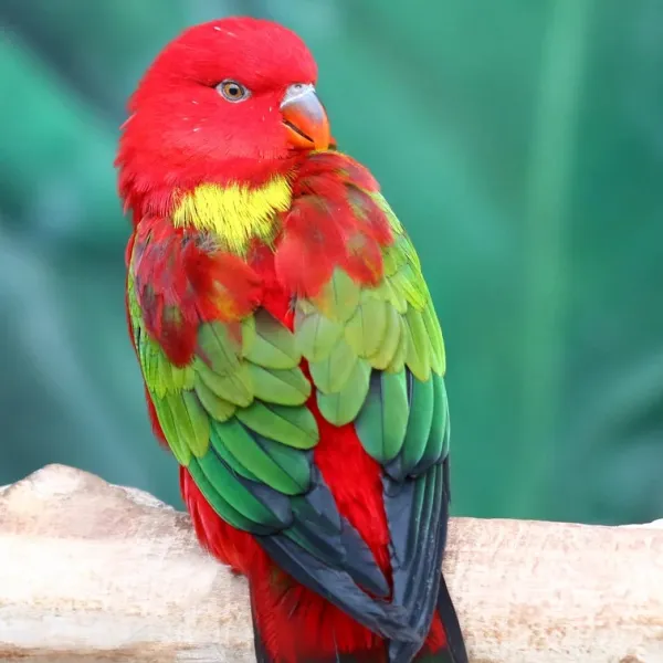 Yellow-back Chattering Lory