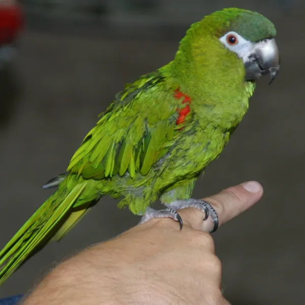 Hans Macaw