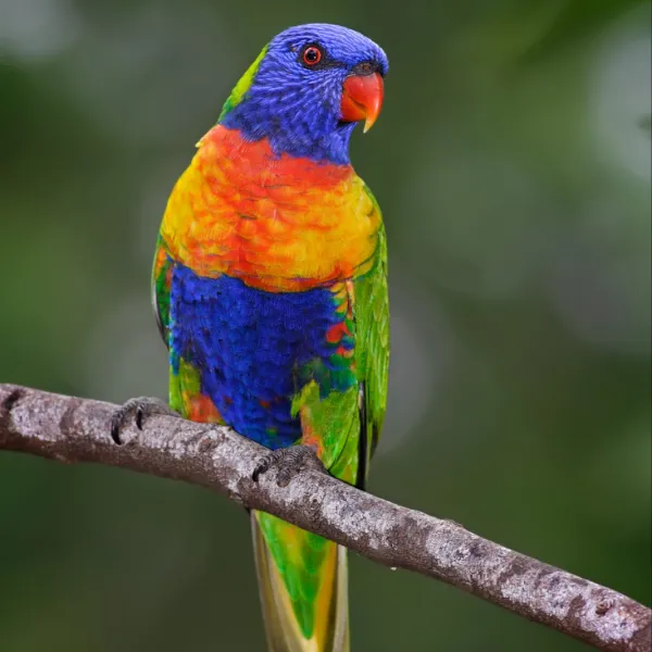 Rainbow Lorikeet