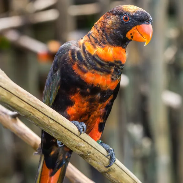 Dusky Lory