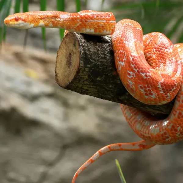 Corn Snake