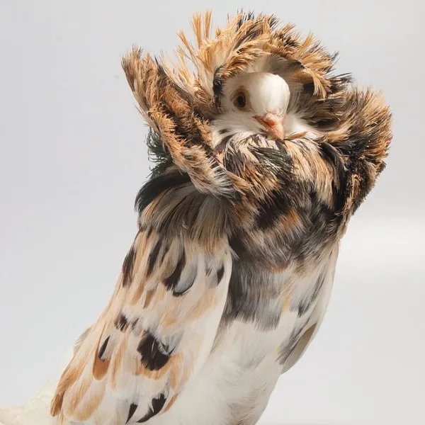 Jacobin Pigeon