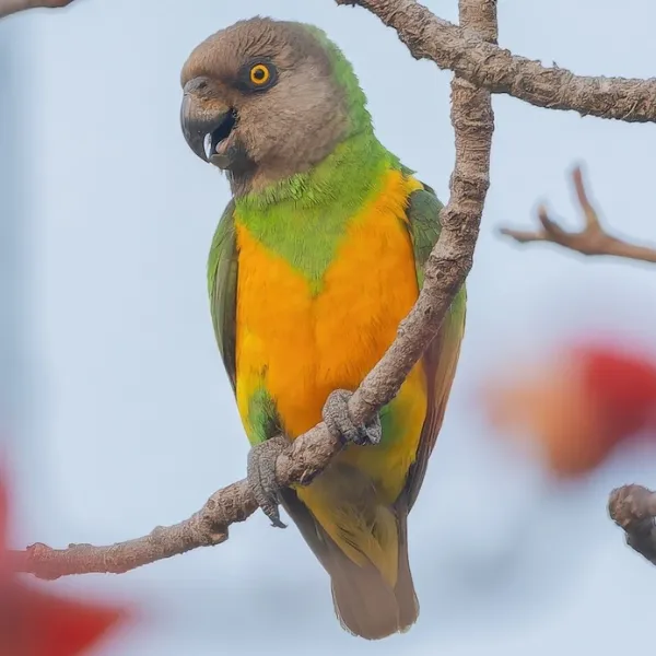 Senegal Parrot