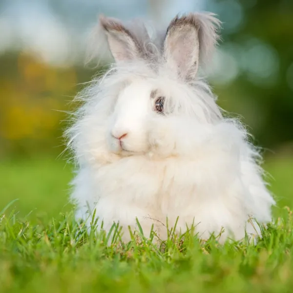 Angora Rabbit