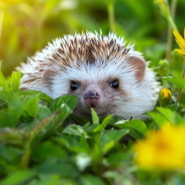 Hedgehog