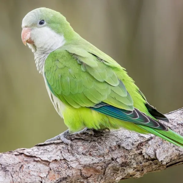 Green Monk Parakeet