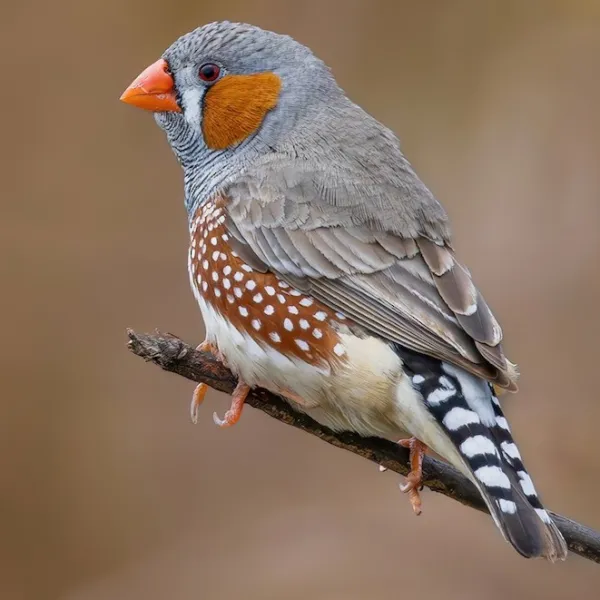 Finches