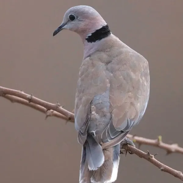 Ring Dove