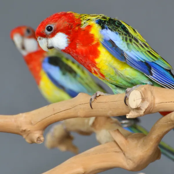 Golden-mantel Rosella