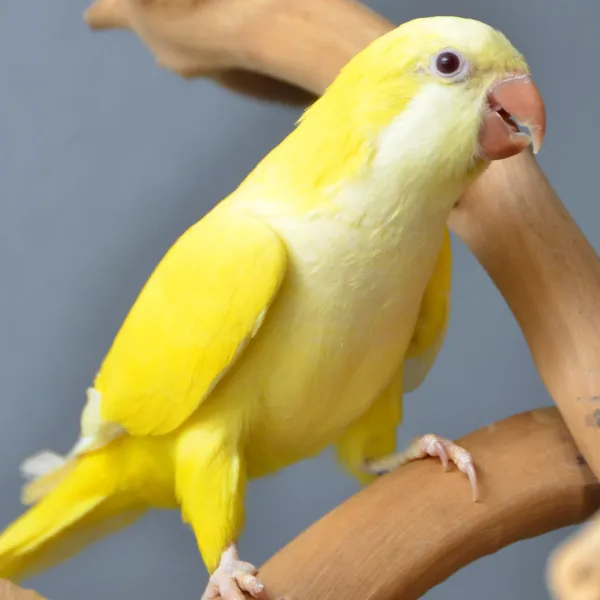 Lutino Monk Parakeet